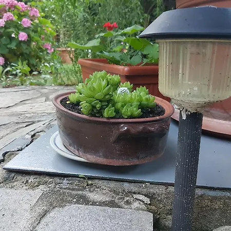 Veselina 招待所 3*